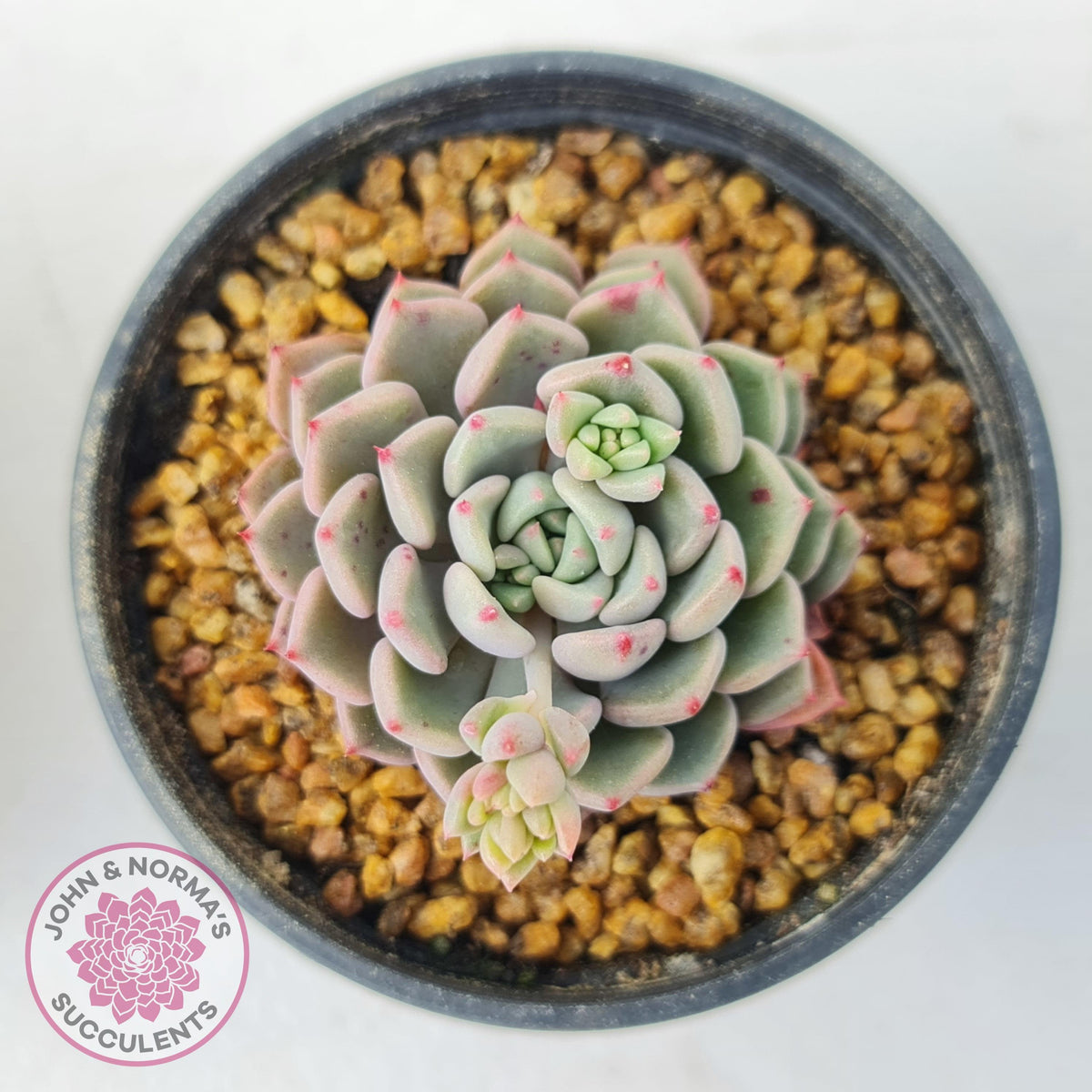 Echeveria 'Cute Bubble'