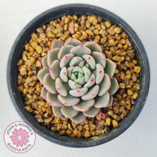 Load image into Gallery viewer, Echeveria 'Cute Bubble' - John & Norma's Succulents Australia