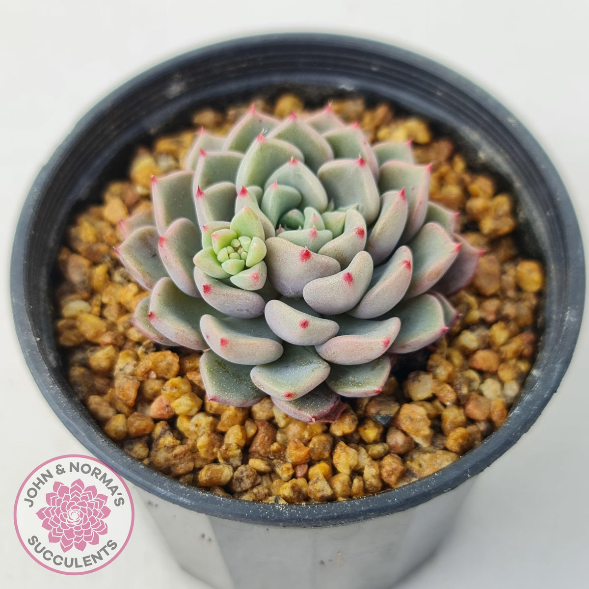 Echeveria 'Cute Bubble'