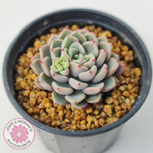 Load image into Gallery viewer, Echeveria 'Cute Bubble' - John & Norma's Succulents Australia