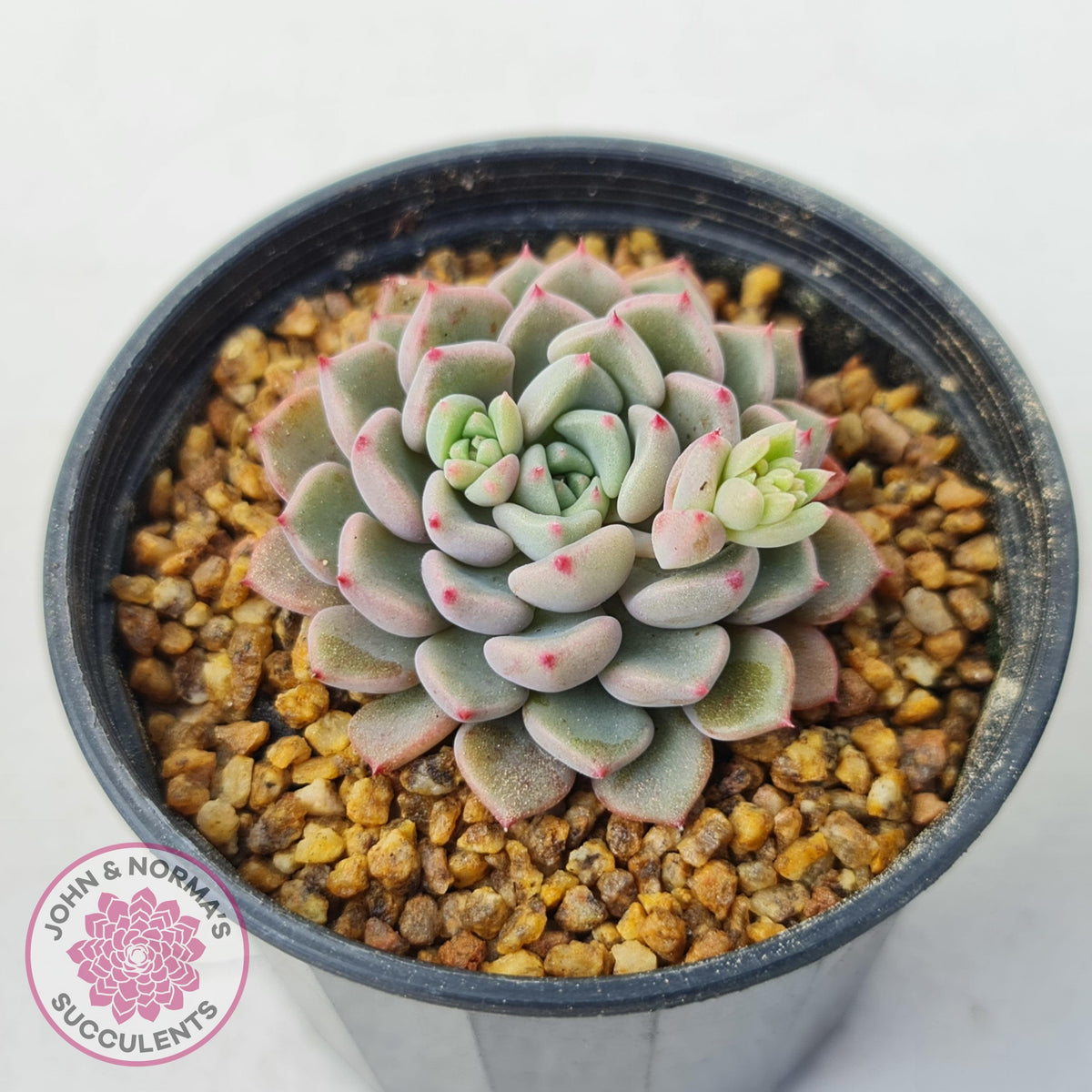 Echeveria 'Cute Bubble'