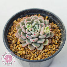 Load image into Gallery viewer, Echeveria 'Cute Bubble' - John & Norma's Succulents Australia