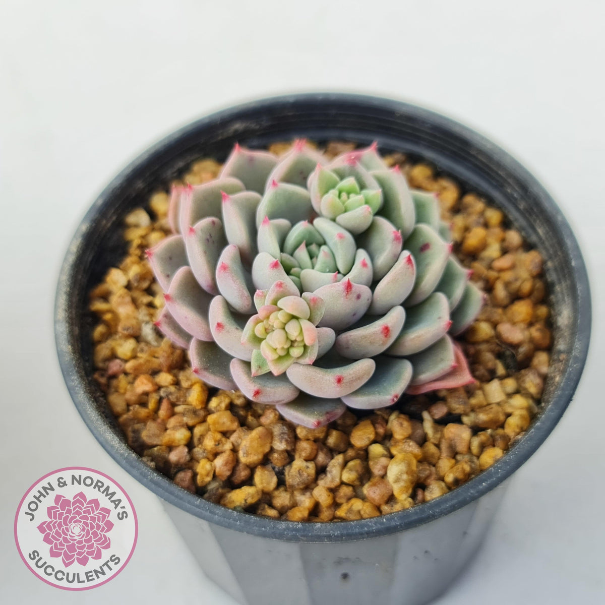 Echeveria 'Cute Bubble'
