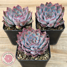 Load image into Gallery viewer, Echeveria 'Dark Ice'