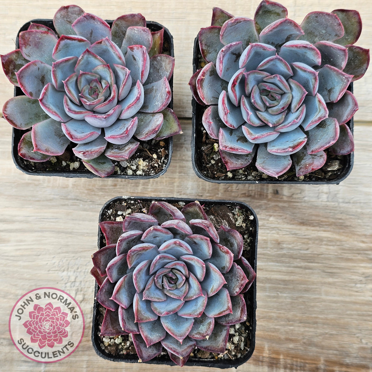 Echeveria 'Dark Ice'