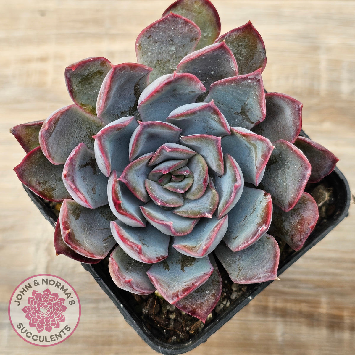 Echeveria 'Dark Ice'