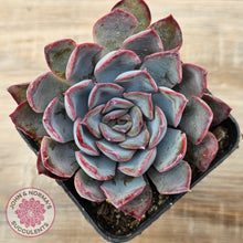Load image into Gallery viewer, Echeveria 'Dark Ice'
