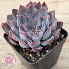 Load image into Gallery viewer, Echeveria 'Dark Ice'