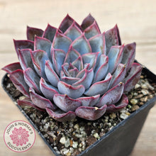 Load image into Gallery viewer, Echeveria 'Dark Ice'