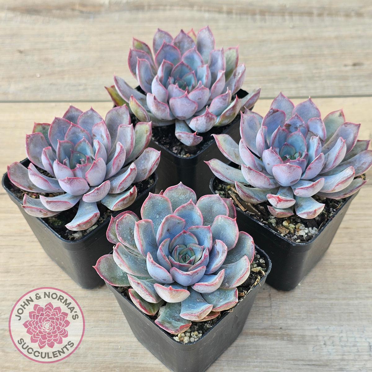Echeveria 'Dark Ice'