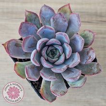 Load image into Gallery viewer, Echeveria 'Dark Ice'