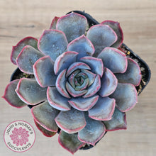 Load image into Gallery viewer, Echeveria 'Dark Ice'