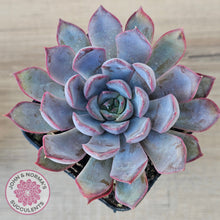 Load image into Gallery viewer, Echeveria 'Dark Ice'