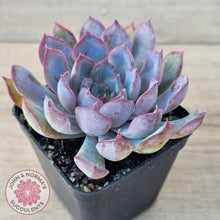 Load image into Gallery viewer, Echeveria 'Dark Ice'