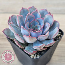 Load image into Gallery viewer, Echeveria 'Dark Ice'