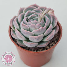 Load image into Gallery viewer, Echeveria 'Dark Night Rose' - John & Norma's Succulents Australia