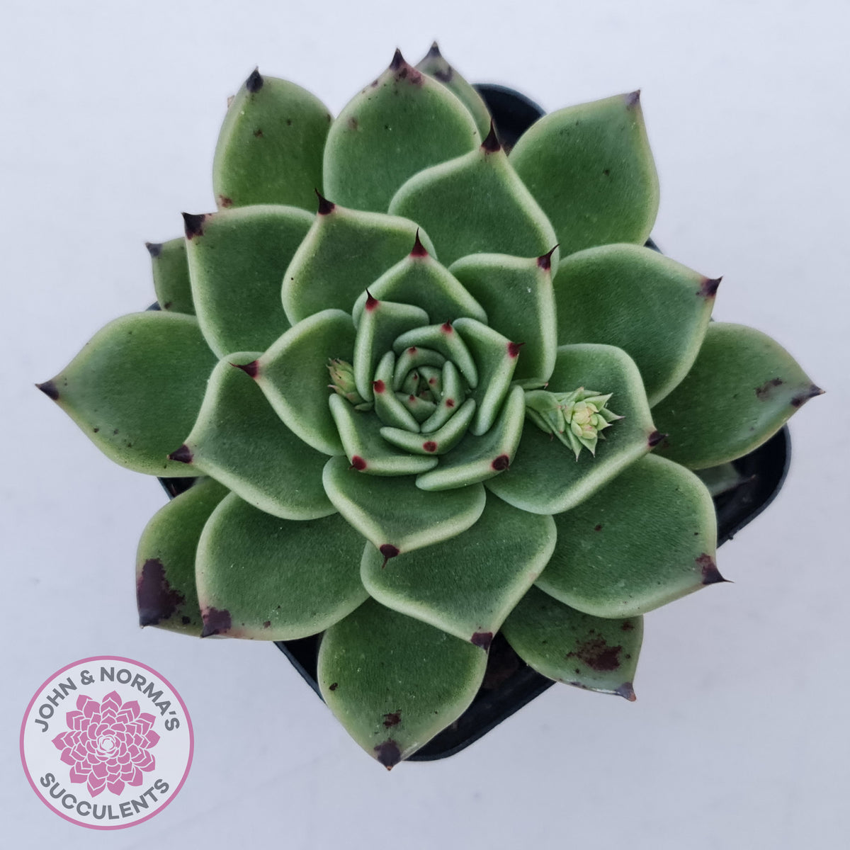 Echeveria 'Dark Night'