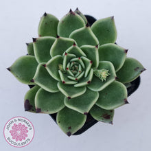 Load image into Gallery viewer, Echeveria 'Dark Night'