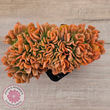 Load image into Gallery viewer, Echeveria 'Dark Vader' Crest