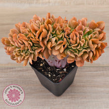 Load image into Gallery viewer, Echeveria 'Dark Vader' Crest