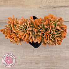 Load image into Gallery viewer, Echeveria 'Dark Vader' Crest