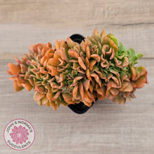 Load image into Gallery viewer, Echeveria 'Dark Vader' Crest