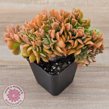 Load image into Gallery viewer, Echeveria 'Dark Vader' Crest