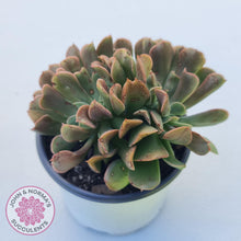 Load image into Gallery viewer, Echeveria 'Dark Vader' Crest - John & Norma's Succulents Australia