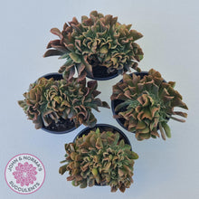 Load image into Gallery viewer, Echeveria 'Dark Vader' Crest - John & Norma's Succulents Australia