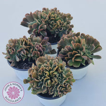 Load image into Gallery viewer, Echeveria 'Dark Vader' Crest - John & Norma's Succulents Australia
