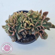 Load image into Gallery viewer, Echeveria 'Dark Vader' Crest - John & Norma's Succulents Australia