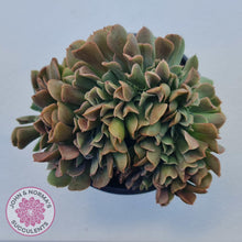 Load image into Gallery viewer, Echeveria 'Dark Vader' Crest - John & Norma's Succulents Australia