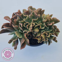 Load image into Gallery viewer, Echeveria 'Dark Vader' Crest - John & Norma's Succulents Australia