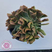 Load image into Gallery viewer, Echeveria 'Dark Vader' Crest - John & Norma's Succulents Australia