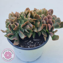 Load image into Gallery viewer, Echeveria 'Dark Vader' Crest - John & Norma's Succulents Australia