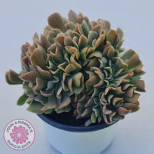 Load image into Gallery viewer, Echeveria 'Dark Vader' Crest - John & Norma's Succulents Australia