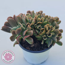 Load image into Gallery viewer, Echeveria 'Dark Vader' Crest - John & Norma's Succulents Australia