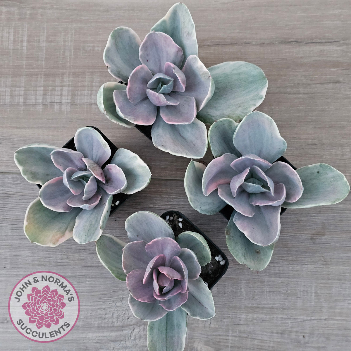 Echeveria 'Decora' Variegated
