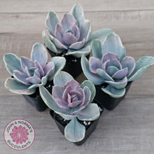 Load image into Gallery viewer, Echeveria 'Decora' Variegated
