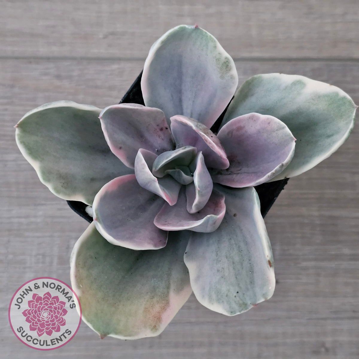 Echeveria 'Decora' Variegated