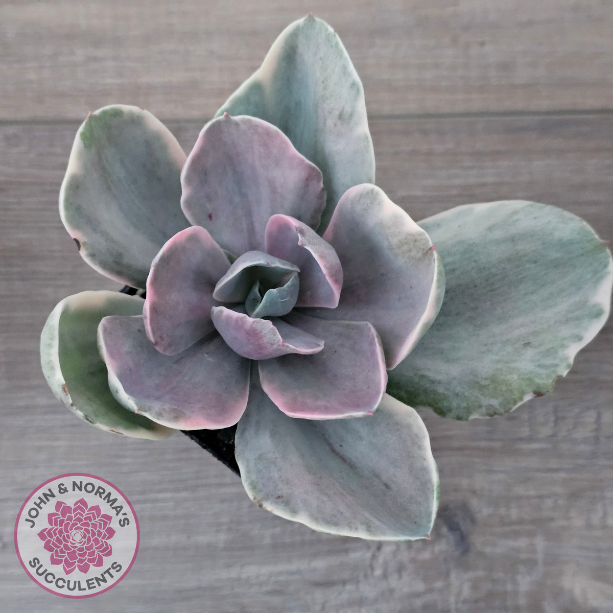 Echeveria 'Decora' Variegated