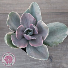 Load image into Gallery viewer, Echeveria 'Decora' Variegated
