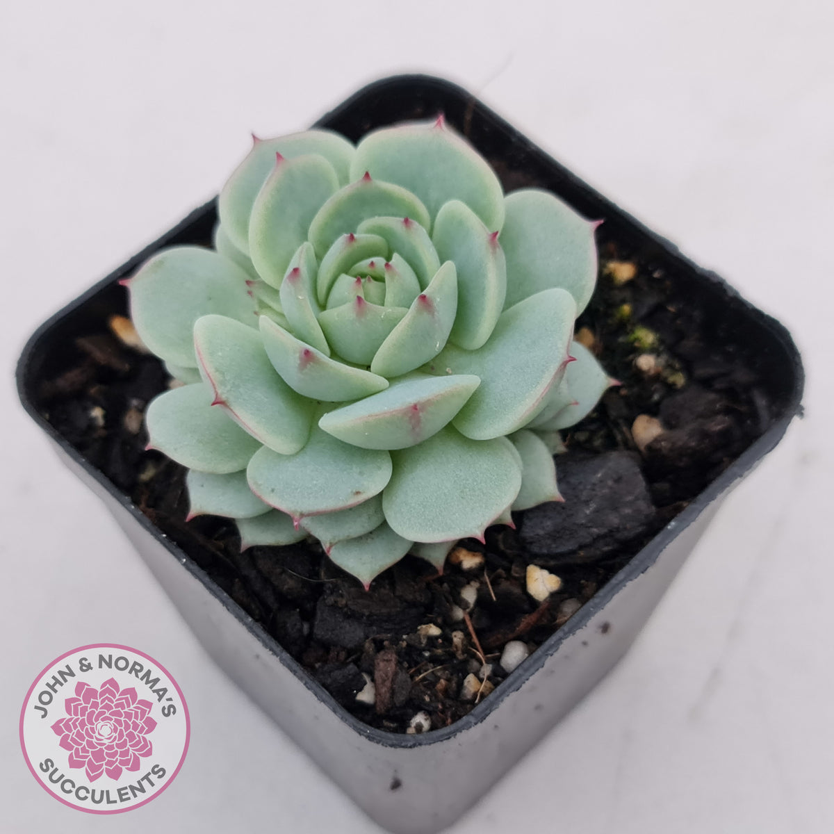 Echeveria Derenbergii