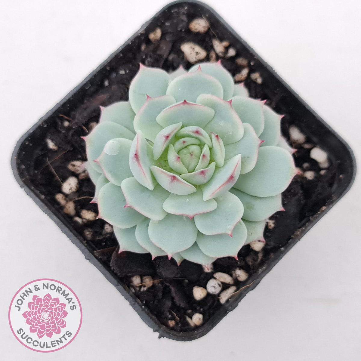 Echeveria Derenbergii
