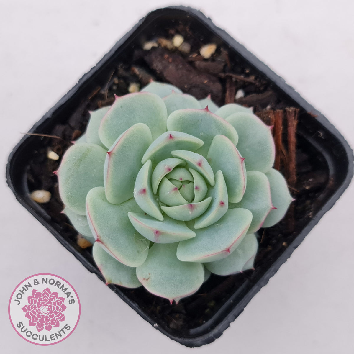 Echeveria Derenbergii