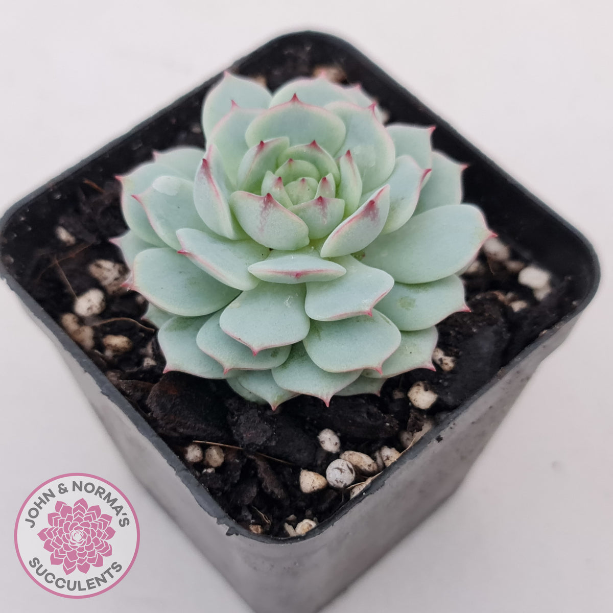 Echeveria Derenbergii