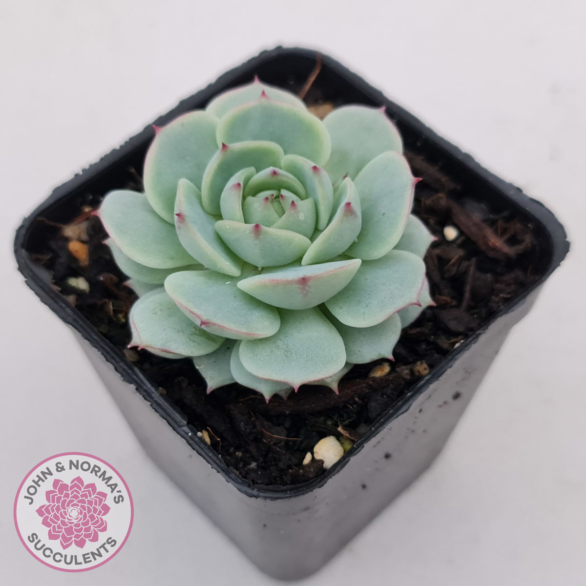 Echeveria Derenbergii