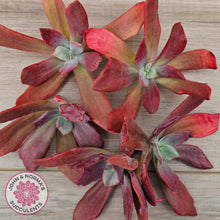 Load image into Gallery viewer, Echeveria Diamond State Variegata - Cutting