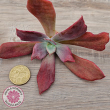 Load image into Gallery viewer, Echeveria Diamond State Variegata - Cutting