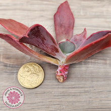 Load image into Gallery viewer, Echeveria Diamond State Variegata - Cutting